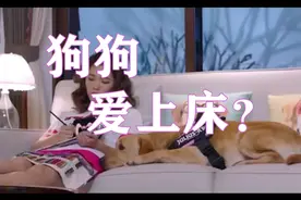 为什么狗狗总爱偷偷跑主人到床上睡觉？铲屎官说出了真心话