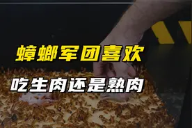 蟑螂军团更喜欢吃生肉还是熟肉呢？通过实验来得出答案