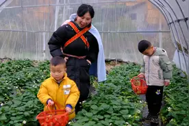 欣怡全家去大棚摘草莓，一斤就卖40块钱，就为带孩子体验采摘乐趣视频封面