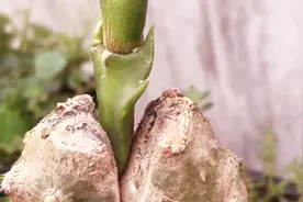 仙人掌嫁接蟹爪兰，是小白就能学会，简简单单一星期就能成活视频封面