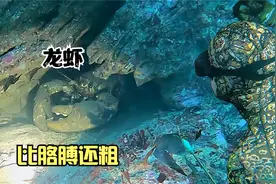 墨西哥巨型龙虾王，深海上百只聚集在一窝，比胳膊还粗的个头视频封面