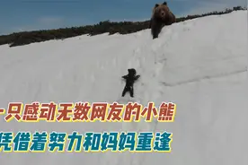 一只小熊通过坚持不懈的努力，终于和妈妈重逢，感动了无数网友。视频封面