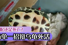 乌龟一动不动是死了吗？乌龟冬眠和死的区别，简单一招分辨死活视频封面