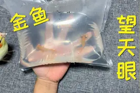 开箱：“望天眼”金鱼3条，这种鱼真特别呀，眼睛居然是凸出来的