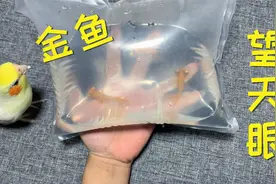 开箱：“望天眼”金鱼3条，这种鱼真特别呀，眼睛居然是凸出来的