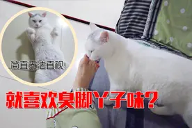 大姐脚丫子撸，猫咪还很喜欢这味！从此不吸猫了！#激萌奖金计划#视频封面