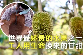 榴莲种植这么奇葩，榴莲的消费大国中国，不能完全实现种植国产化视频封面