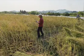 又是一年收割油菜的丰收季节，教你们如何辨别，油菜几成熟割最好