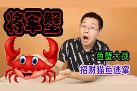 网购4只凶猛的将军蟹，对战凶猛的招财猫鱼，谁是真正的王者呢视频封面