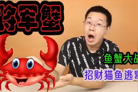 网购4只凶猛的将军蟹，对战凶猛的招财猫鱼，谁是真正的王者呢视频封面