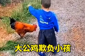 大公鸡欺负小朋友，不行就炖了吧视频封面