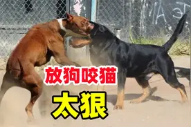 男子街头放比特犬咬怀孕流浪猫，路人：不是第一次了视频封面