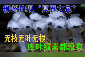 柳州发现罕见植物“冥界之花”，无枝无叶无根，连叶绿素都没有视频封面