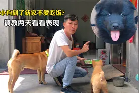 山村带回的小黑狗因奶水足不吃饭，调教两天看看它的吃欲怎样视频封面