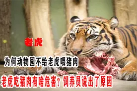 为何动物园不给老虎喂猪肉，老虎吃猪肉有啥危害？饲养员说出原因视频封面