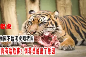 为何动物园不给老虎喂猪肉，老虎吃猪肉有啥危害？饲养员说出原因视频封面