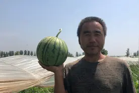 渭南大荔男子投资十几万：种了40亩西瓜，听听一亩地挣多钱