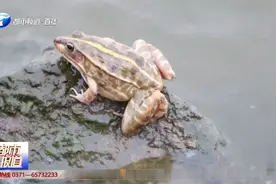 十一人非法猎捕青蛙，以每斤15元售卖！民警：违法犯罪行为！视频封面