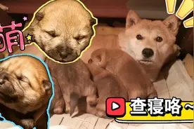 中华田园犬幼崽有多萌？肥嘟嘟毛茸茸，忍不住盘一盘！视频封面