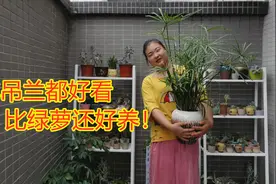 这款植物真嚣张，比吊兰都好看，比绿萝还好养！视频封面
