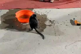 这么大的黑色老鼠是什么品种