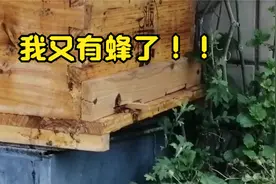 我又有蜜蜂了！再次听到蜜蜂嗡嗡叫，幸福感爆棚！视频封面