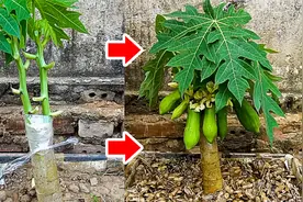 木瓜树矮化有技巧，把它切上一刀，不用花钱产量还挺好