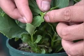 夏季长寿花徒长，这位置掐一下，效果自己体会视频封面