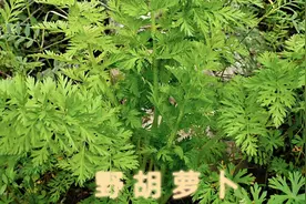 能健脾化滞的野菜 “野胡萝卜”，别跟 “蛇床” 弄混了来认知下视频封面