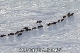 纪录片：25只狼组成狼群，战术性包围了野牛群，狼群战术名不虚传