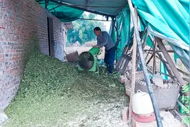 网上有人说红薯藤不能喂猪，阿富却这样粉碎后，青贮起来做猪饲料视频封面