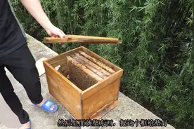 蜜蜂搬迁，一百窝蜜蜂为什么只剩十几窝？原来这两个问题没注意视频封面