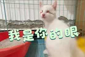 虽然这只小猫双目失明，不过以后我愿意充当牠的眼睛视频封面