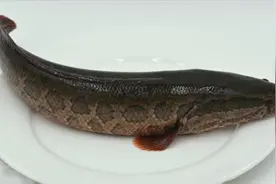 做清蒸蒜香鱼，一定要掌握这些技巧，鱼鲜嫩多汁，不腥不柴