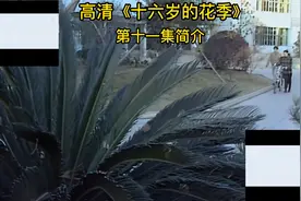 高清《十六岁的花季》第十一集剧情视频封面