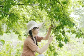 孝顺女孝敬家人，摘来三华李炖猪脚，软烂喷香，老爸说真是乖乖女