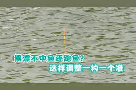 黑漂不中鱼中鱼还跑鱼？这里出了问题，简单几招一钓一个准视频封面
