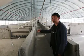 70后男子靠三台挖掘机发家，猪肉降价他却投千万元养猪，看啥情况视频封面