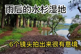 雨后的水杉湿地，用6个简单运镜拍出来，很有意境！