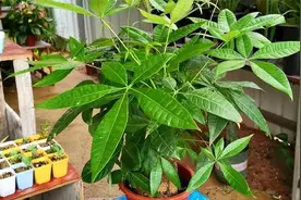 想在家里养“发财树”，摆放方位有“大讲究”，可别不当一回视频封面