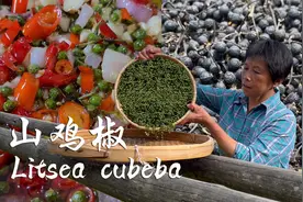 满树的山鸡椒，阿嬷摘来熬香辣油蒸香辣鱼，炖草本肉汤清凉爽口视频封面