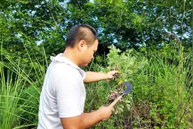 端午节家家户户门口挂着一种植物是怎么回事 它有什么作用视频封面