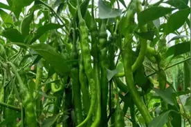 蔬菜上面招蜗牛、蚜虫等虫子，又不想打药？用这个老办法就好使视频封面