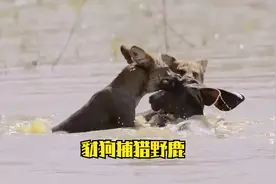 豺狼虎豹名字排第一位的豺究竟有多狠，捕猎猎物前先致盲。太可怕视频封面