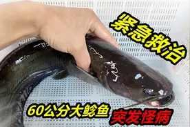 大鲶鱼突发怪病，鱼嘴大面积溃烂，就连牙齿都被腐蚀掉了