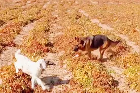 狗狗发现丢了一只小羊，找到羊也不骂了！视频封面