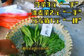 10月种哪些蔬菜？佛山农村菜苗市场，10块钱一大堆，便宜到不信！视频封面