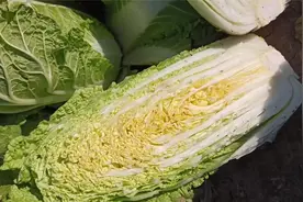 这小白菜年年种年年收，亩种8000-9000棵，农民朋友又要创丰创收视频封面