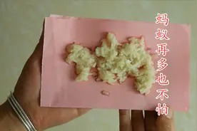 家里蚂蚁再多也不怕，一个简单方法，蚂蚁来多少灭多少，快试试视频封面