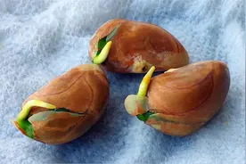 不花钱的室内装饰绿植之五，菠萝蜜如何从种子开始培育视频封面